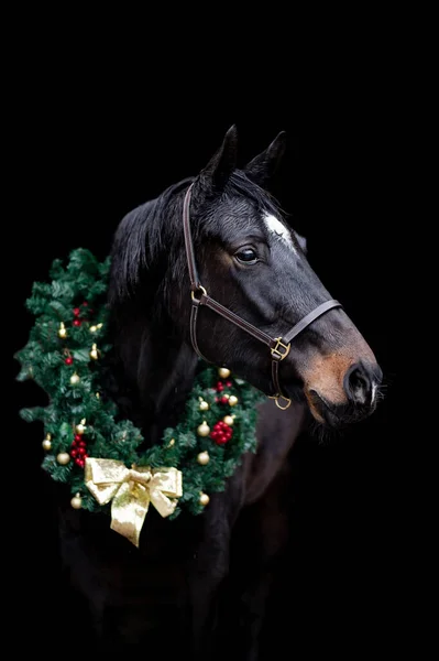 Vakker kastanjefarget hingst isolert på svart bakgrunn med juletre. Elegant portrett av et vakkert dyr. – stockfoto