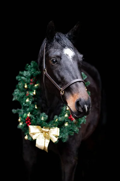Όμορφο καστανό άλογο φοράδα επιβήτορα απομονώνονται σε μαύρο φόντο με στεφάνι Χριστουγέννων. Κομψό πορτρέτο ενός όμορφου ζώου. — Φωτογραφία Αρχείου