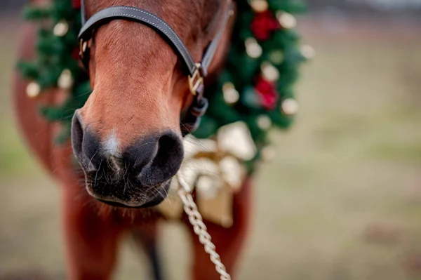 Häst porträtt på naturen bakgrund med en julkrans. Vackra jul detaljerat porträtt av en häst hingst sto. — Stockfoto