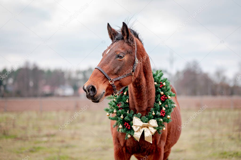 Horse portrait on nature background with a christmas wreath. Beautiful christmas portrait of a horse stallion mare.