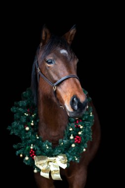 Güzel kestane rengi at kısrağı siyah arka planda Noel çelengi ile izole edilmiş. Güzel bir hayvanın zarif portresi..