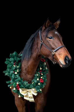 Güzel kestane rengi at kısrağı siyah arka planda Noel çelengi ile izole edilmiş. Güzel bir hayvanın zarif portresi..