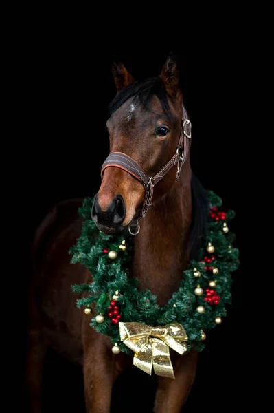 Bellissimo stallone di cavalla marrone castano isolato su sfondo nero con ghirlanda natalizia. Elegante ritratto di un bellissimo animale. — Foto Stock