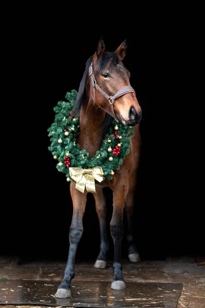 Hermoso caballo marrón castaño yegua semental aislado sobre fondo negro con corona de Navidad. Elegante retrato de un hermoso animal. — Foto de Stock