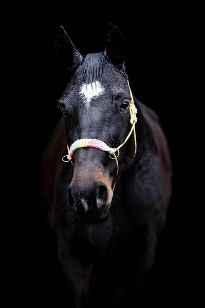 Linda castanha cavalo castanho égua garanhão isolado no fundo preto. Retrato elegante de um belo animal. — Fotografia de Stock