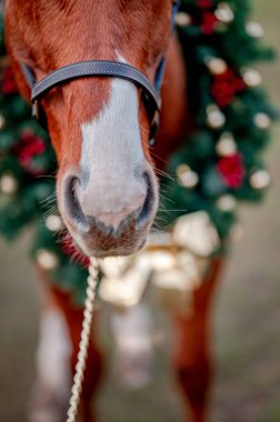 Doğanın arka planında bir at portresi ve bir Noel çelengi. Güzel noel, bir at atının detaylı portresi..
