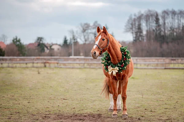 Häst porträtt på naturen bakgrund med en julkrans. Vackert julporträtt av en hästhingst sto. — Stockfoto