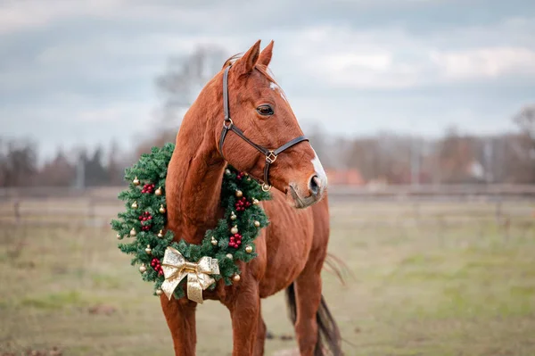 Retrato de caballo en el fondo de la naturaleza con una corona de Navidad. Hermoso retrato navideño de una yegua de caballo semental. Imágenes de stock libres de derechos