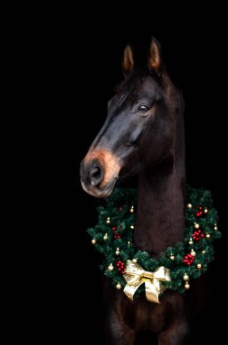 Güzel kestane rengi at kısrağı siyah arka planda Noel çelengi ile izole edilmiş. Güzel bir hayvanın zarif portresi..