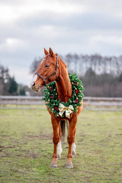 Retrato Caballo Fondo Naturaleza Con Una Corona Navidad Hermoso Retrato — Foto de Stock