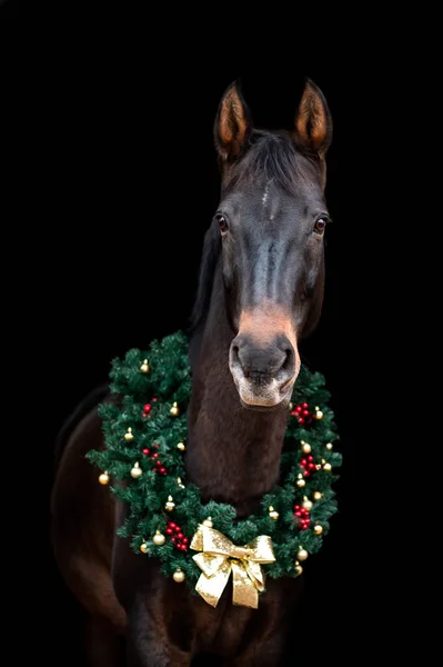 Όμορφο Καστανό Άλογο Φοράδα Επιβήτορα Απομονώνονται Μαύρο Φόντο Στεφάνι Χριστουγέννων — Φωτογραφία Αρχείου