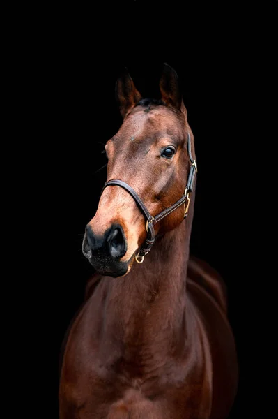 Beau Étalon Jument Marron Châtain Isolé Sur Fond Noir Portrait — Photo