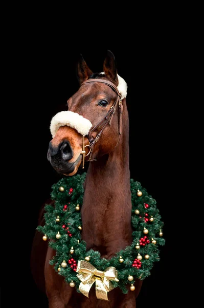 Prachtige kastanjebruine paardenmerrie hengst geïsoleerd op zwarte achtergrond met kerstkrans. Elegant portret van een prachtig dier. — Stockfoto