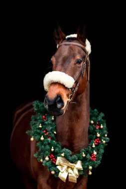 Güzel kestane rengi at kısrağı siyah arka planda Noel çelengi ile izole edilmiş. Güzel bir hayvanın zarif portresi..