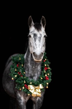 Güzel kestane rengi at kısrağı siyah arka planda Noel çelengi ile izole edilmiş. Güzel bir hayvanın zarif portresi..