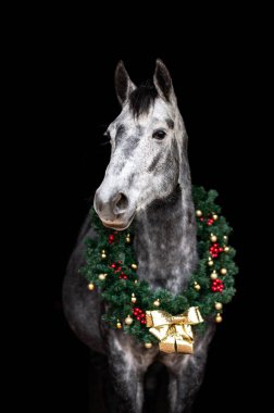 Güzel kestane rengi at kısrağı siyah arka planda Noel çelengi ile izole edilmiş. Güzel bir hayvanın zarif portresi..