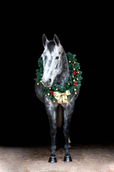 Krásný Kaštanově Hnědý Kůň Klisna Hřebec Izolovaný Černém Pozadí Vánočním — Stock fotografie