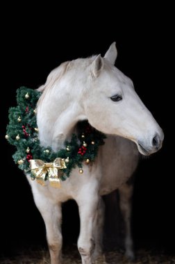 Güzel kestane rengi at kısrağı siyah arka planda Noel çelengi ile izole edilmiş. Güzel bir hayvanın zarif portresi..