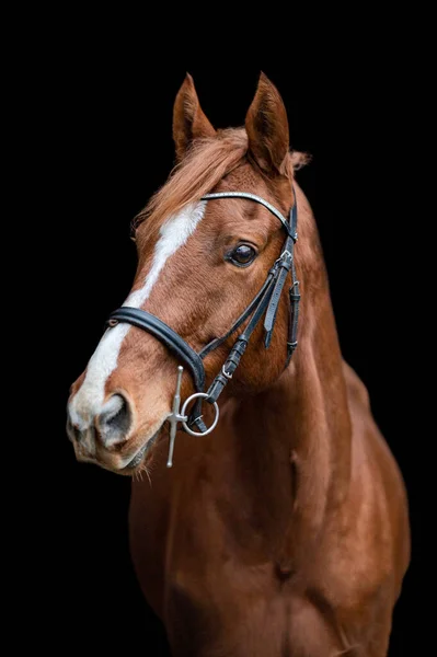 美丽的栗子褐色的马的母马孤立在黑色的背景 美丽动物的精美肖像 — 图库照片