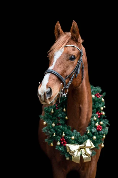 Hermoso Caballo Marrón Castaño Yegua Semental Aislado Sobre Fondo Negro — Foto de Stock