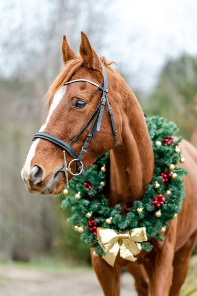 Retrato Navideño Caballo Con Una Corona Navidad Afuera — Foto de Stock