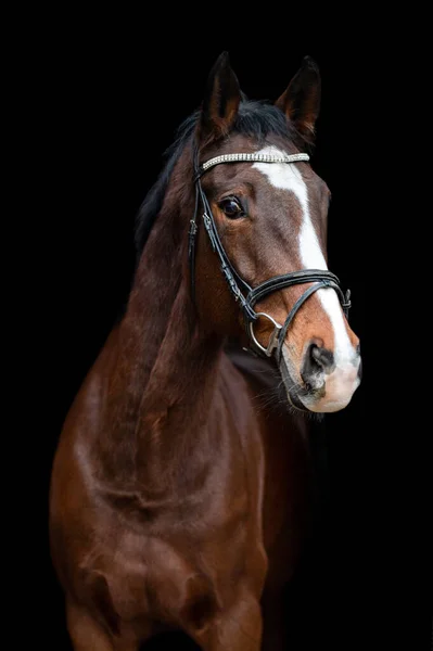 Linda Castanha Cavalo Castanho Égua Garanhão Isolado Fundo Preto Retrato — Fotografia de Stock