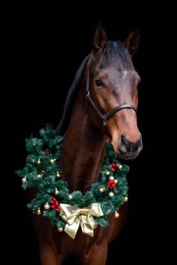 Güzel kestane rengi at kısrağı siyah arka planda Noel çelengi ile izole edilmiş. Güzel bir hayvanın zarif portresi..