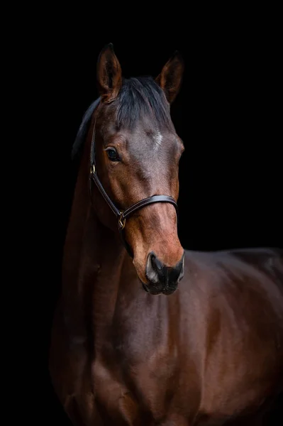 Beau Étalon Jument Marron Châtain Isolé Sur Fond Noir Portrait — Photo