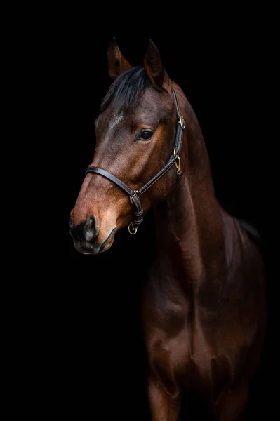 Krásný Kaštanově Hnědý Kůň Klisna Hřebec Izolovaný Černém Pozadí Elegantní — Stock fotografie