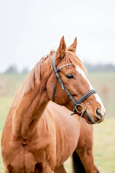 Venku Portrét Koně Krásná Kaštanově Hnědá Klisna — Stock fotografie