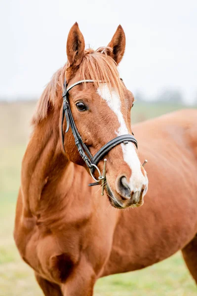 Retrato Caballo Afuera Hermosa Yegua Semental Marrón Castaño Fotos de stock libres de derechos