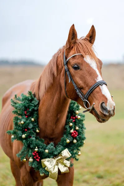 Ritratto Natalizio Cavallo Con Corona Natale All Esterno — Foto Stock