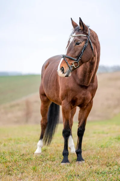 Portrait Horse Beautiful Chestnut Brown Stallion Mare — Stock Photo, Image