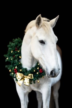 Güzel kestane rengi at kısrağı siyah arka planda Noel çelengi ile izole edilmiş. Güzel bir hayvanın zarif portresi..