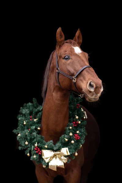美丽的栗子棕色的马母马被隔离在黑色背景与圣诞花环 美丽动物的精美肖像 — 图库照片