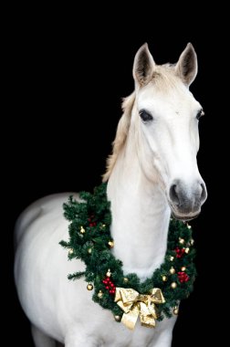 Güzel kestane rengi at kısrağı siyah arka planda Noel çelengi ile izole edilmiş. Güzel bir hayvanın zarif portresi..