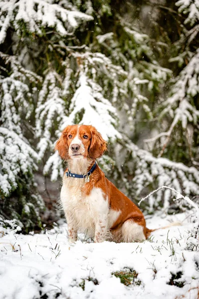 Anjing Welsh Springer spaniel yang menggemaskan di hutan bersalju di musim dingin. — Stok Foto