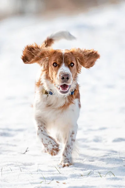 Bedårande walesiska Springer spaniel hund ras i snöig äng kör. Aktiv frisk hund. Stockbild