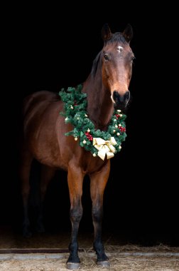 Güzel kestane rengi at kısrağı siyah arka planda Noel çelengi ile izole edilmiş. Güzel bir hayvanın zarif portresi..