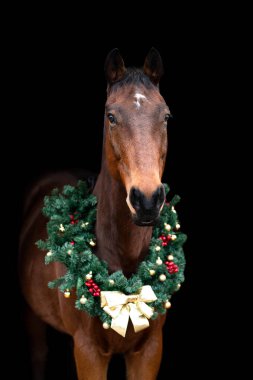 Güzel kestane rengi at kısrağı siyah arka planda Noel çelengi ile izole edilmiş. Güzel bir hayvanın zarif portresi..