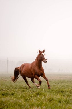 Bulutlu bir çayırda koşan kestane rengi, harika bir kısrak. Zarif bir at mistik portresi.