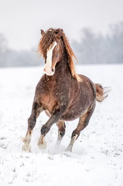 Galopando castaño galés pony cob semental en la nieve. Impresionante caballo activo con melena larga llena de poder en invierno. — Foto de Stock