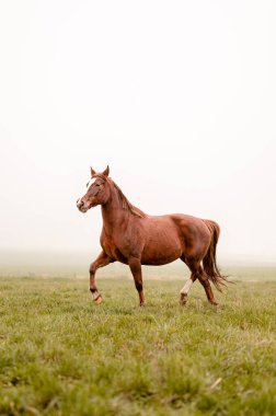 Bulutlu bir çayırda koşan kestane rengi, harika bir kısrak. Zarif bir at mistik portresi.