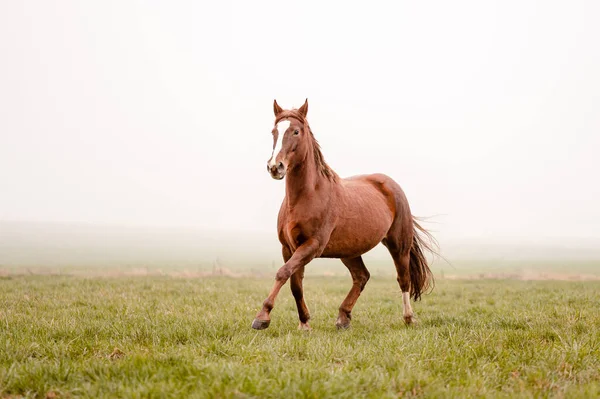 Hermosa yegua marrón castaña increíble corriendo en un prado nublado niebla. Retrato místico de un caballo semental elegante. — Foto de Stock