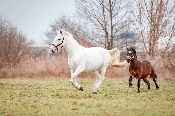 Manada de caballos corriendo sobre pastizales. — Foto de Stock