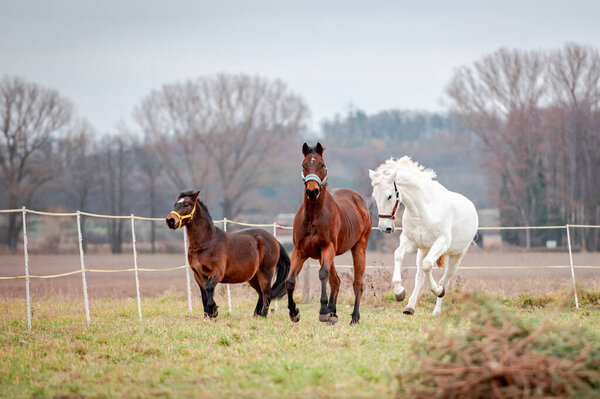 Herd of horses running on pasture.