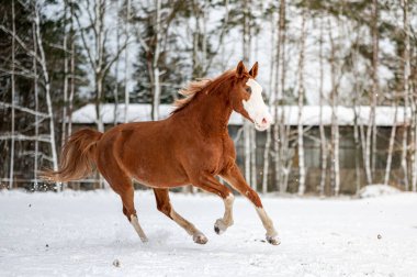 Karda dört nala koşan at kısrağı. Kış mevsiminde uzun yelesi olan göz alıcı aktif at..