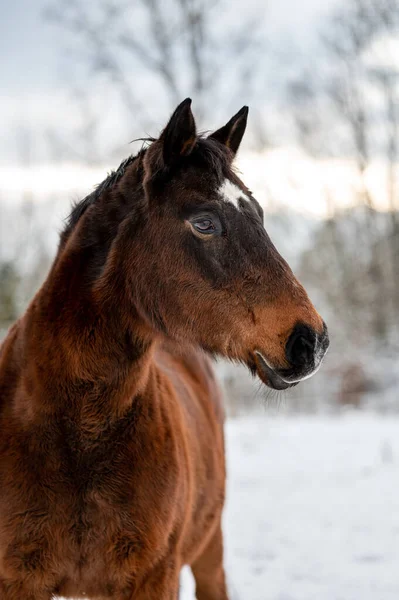 Caballo Castaño Galopante Yegua Semental Nieve Impresionante Caballo Activo Con — Foto de Stock