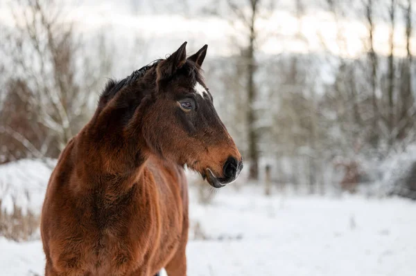 Caballo Castaño Galopante Yegua Semental Nieve Impresionante Caballo Activo Con — Foto de Stock