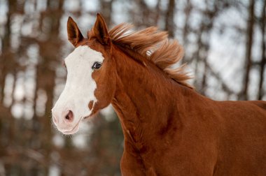 Karda dört nala koşan at kısrağı. Kış mevsiminde uzun yelesi olan göz alıcı aktif at..